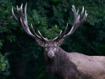 Deer in a forest