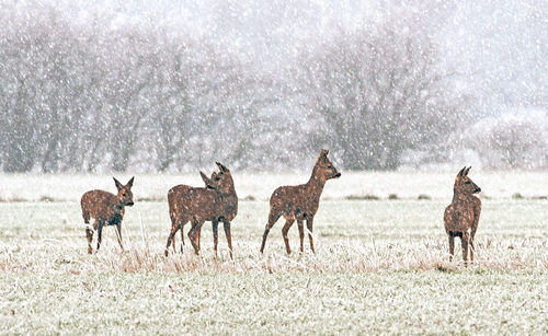 View of horses on field during winter