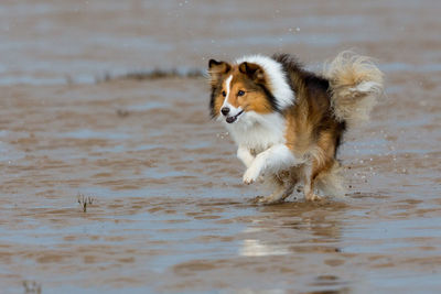 Dog running on beach