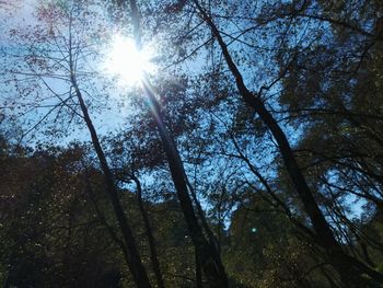 Low angle view of trees in forest