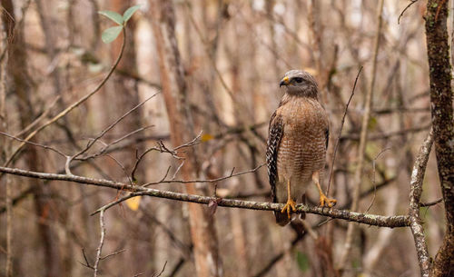 Close-up of owl perching on branch