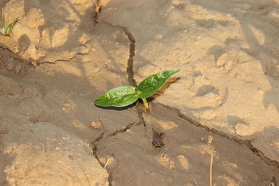 High angle view of green leaf on land