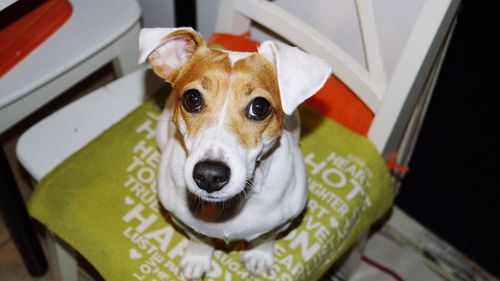 Close-up portrait of dog