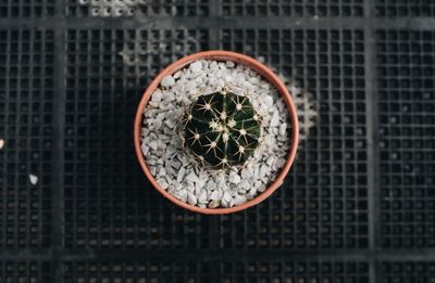 Close up of top view of a cactus in a pot