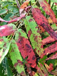 High angle view of leaves on plant