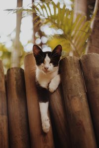 Portrait of cat sitting on wood