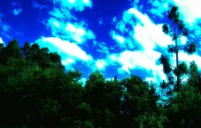 Low angle view of trees against sky