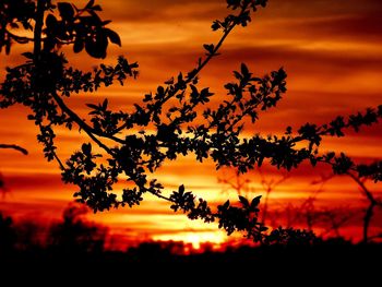 Silhouette tree against dramatic sky during sunset