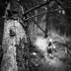 Close-up of tree trunk in forest