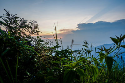 Close-up of grass by sea against sky during sunset
