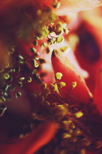 Close-up of red flower