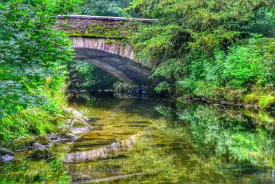 Footbridge in forest