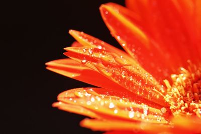 Close-up of red flowers