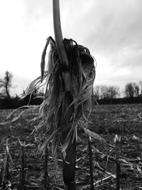 Close-up of tree on field against sky