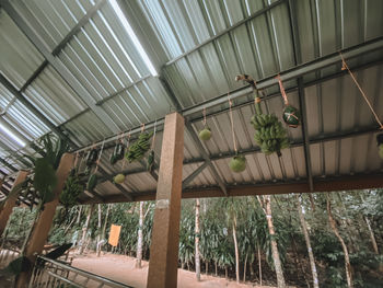 Low angle view of bamboo hanging from ceiling