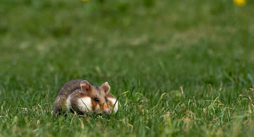Close-up of squirrel on grassy field