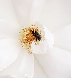 Close-up of insect on white flower