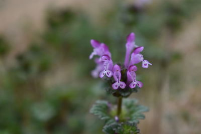 Close-up of pink flowering plant