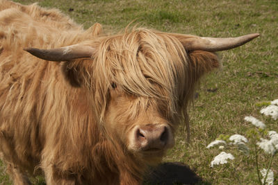 Portrait of highland cattle on grassy field