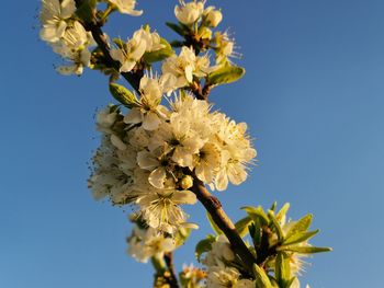 Low angle view of flowering plant against clear sky