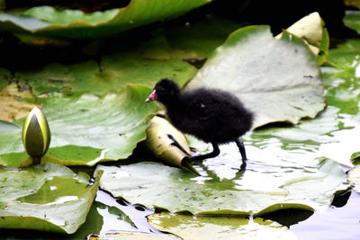 Close-up of duck with leaves floating in lake