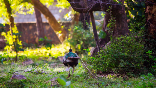 Rear view of man walking in forest