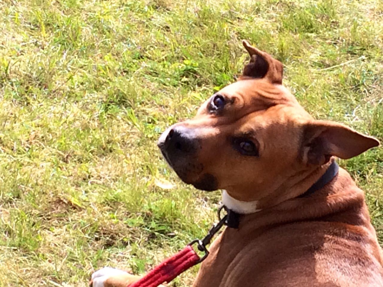 pets, domestic animals, dog, mammal, animal themes, one animal, grass, field, relaxation, grassy, brown, pet collar, close-up, animal head, lying down, day, looking at camera, portrait, outdoors