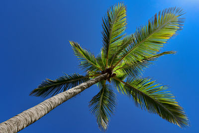 Low angle view of coconut palm tree against clear blue sky