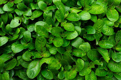 Green leaves of clover