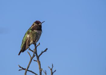 Low angle view of bird flying against clear blue sky