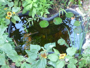 Close-up of leaves floating on lake