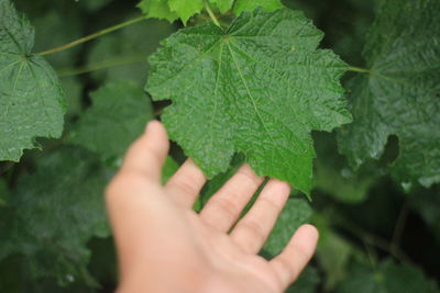 Close-up of hand holding leaves