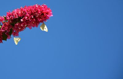 Low angle view of bougainvillea against clear blue sky
