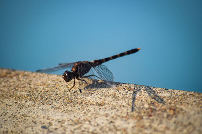 Close-up of insect on rock