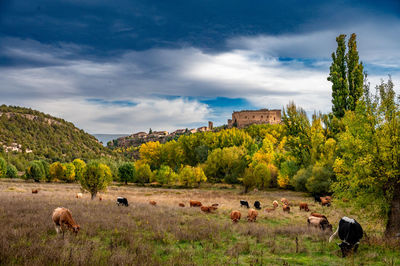 Flock of sheep grazing on field against sky