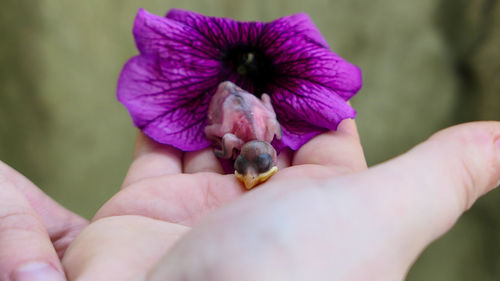 Fledgling chick that fell out of the nest in the woman arms with petunia flower close up