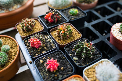 High angle view of potted plants on table