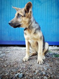 Close-up of dog looking away