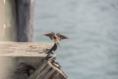 Bird flying over wooden post in lake