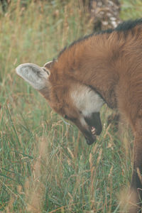 Close-up of an animal