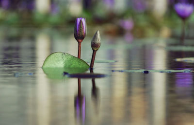 Close-up of lotus water in lake