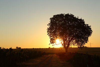 Silhouette tree on field against sky during sunset