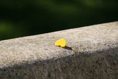 Close-up of yellow heart on a bench