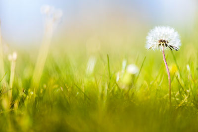 Close-up of dandelion growing on field