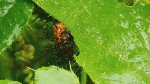 Close-up of insect on plant