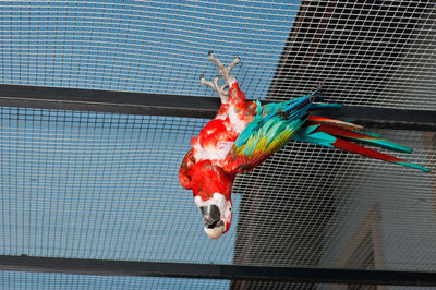 Colourful parrot ara