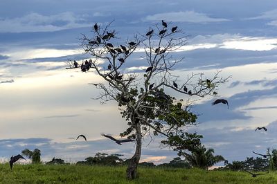 Trees against sky during sunset