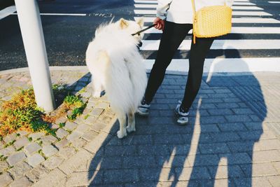 Low section of woman with dog on sidewalk