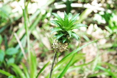 Close-up of green leaves