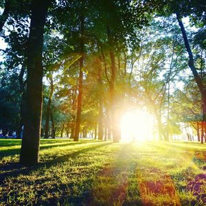 Trees on grassy field